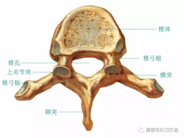 椎骨的一般形态【附加视频】