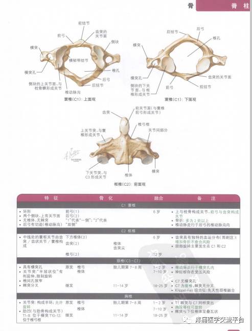 奈特简明骨科学彩色图谱一