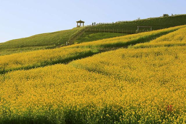 「原创」青海行—大美青海湖,流金油菜花