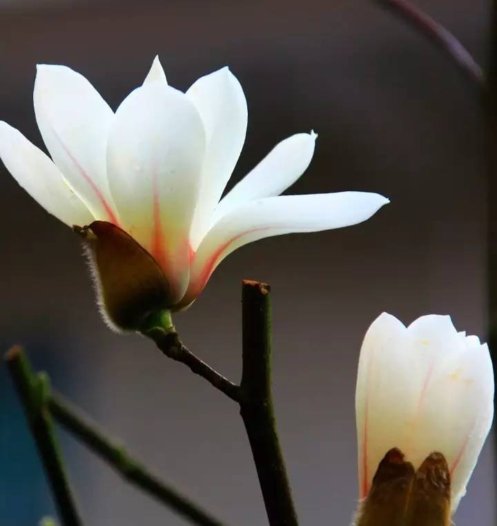 看玉兰花:上海的市花便是白玉兰,随处可见花开灿烂!
