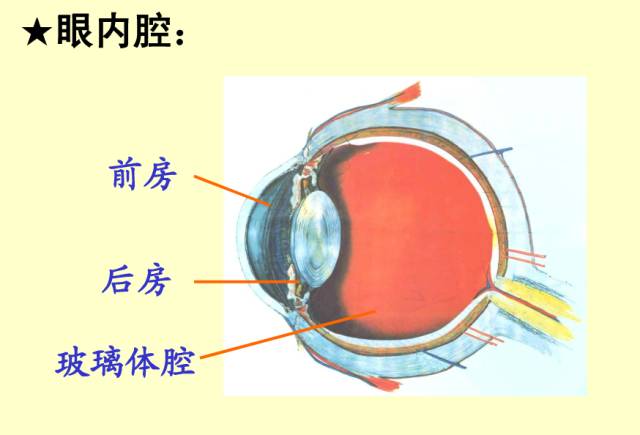 61张眼解剖与生理图片(收藏)