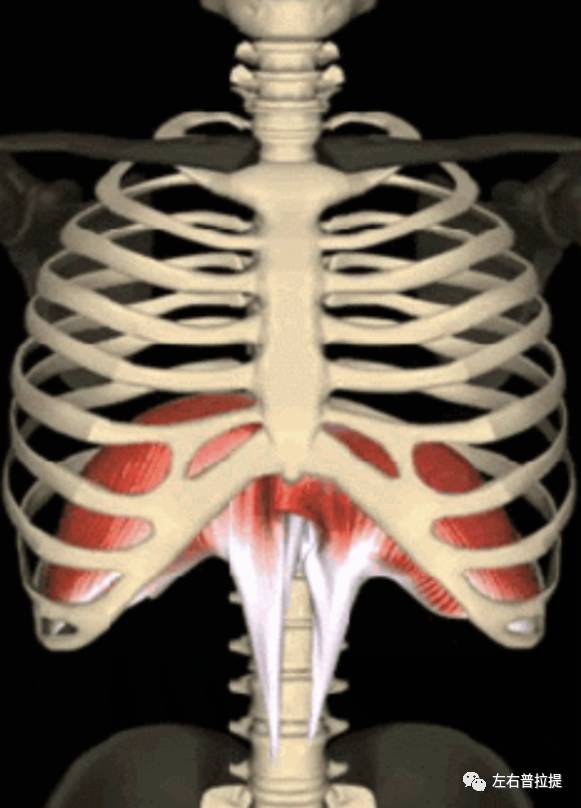 我们最主要的呼吸肌(膈肌)如果把人体想象成一架电梯井的话,一个含胸