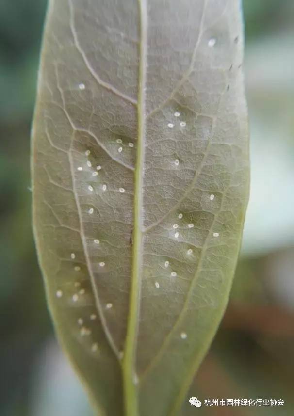 园林养护香樟树樟个木虱防治技术