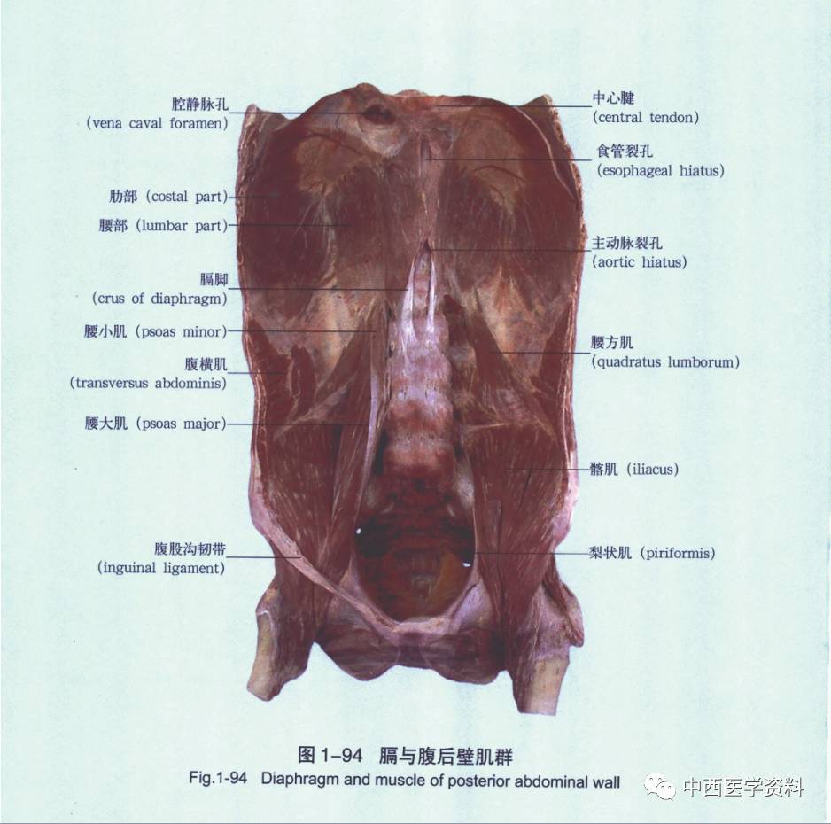 医学接本:人体解剖学标本彩色图谱 超强