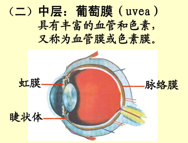 61张眼解剖与生理图片(收藏)