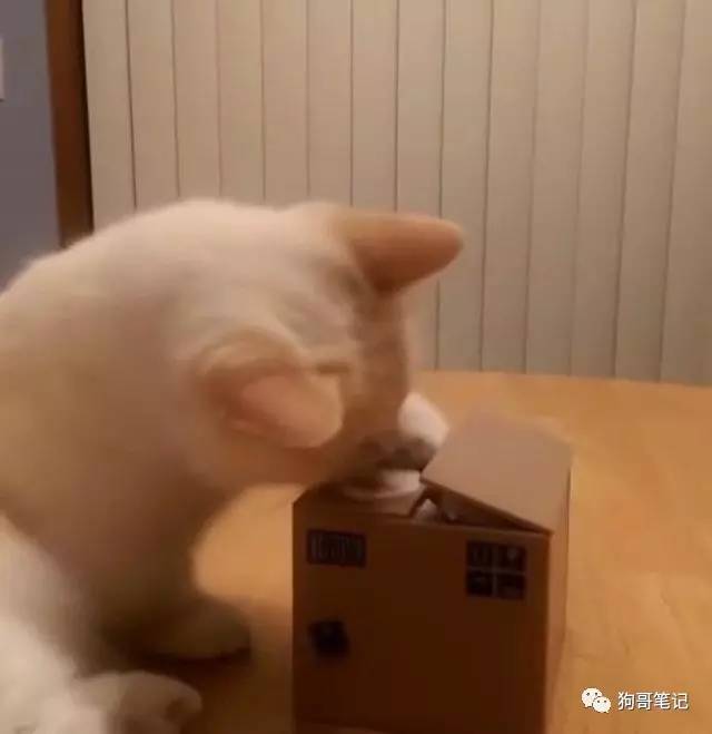 猫咪好奇存钱罐里的小猪,不小心被夹住爪子懵圈了