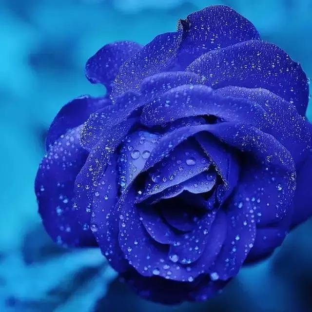 紫玫瑰:珍惜的爱,浪漫真情,珍贵独特.
