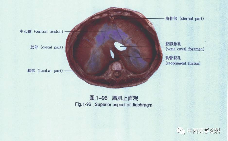 医学接本:人体解剖学标本彩色图谱 超强