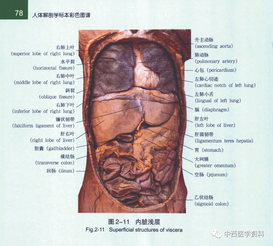 医学接本:人体解剖学标本彩色图谱 超强