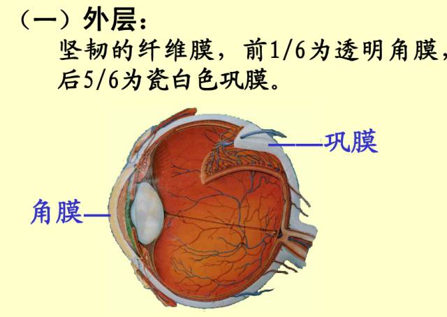 61张眼解剖与生理图片(收藏)