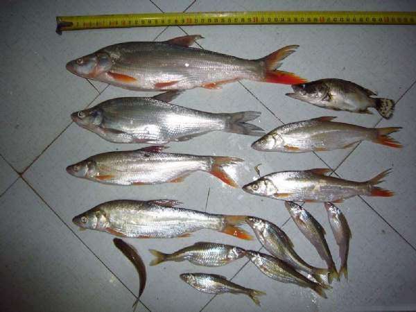 红尾算是杂鱼队伍之外的"正规"鱼, 很考验钓手的技术