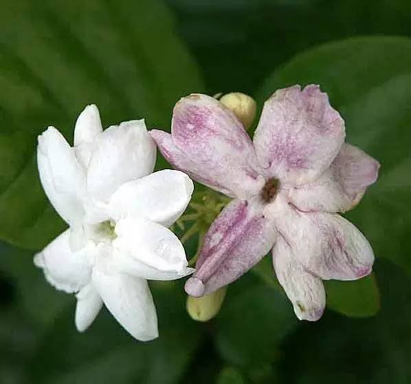 好一朵茉莉花二胡曲谱_好一朵茉莉花曲谱(5)