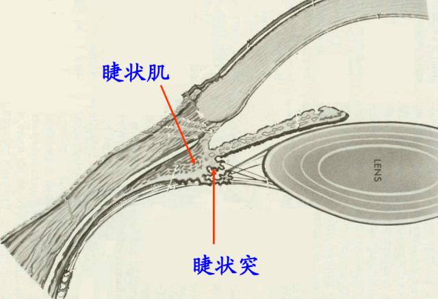 61张眼解剖与生理图片(收藏)