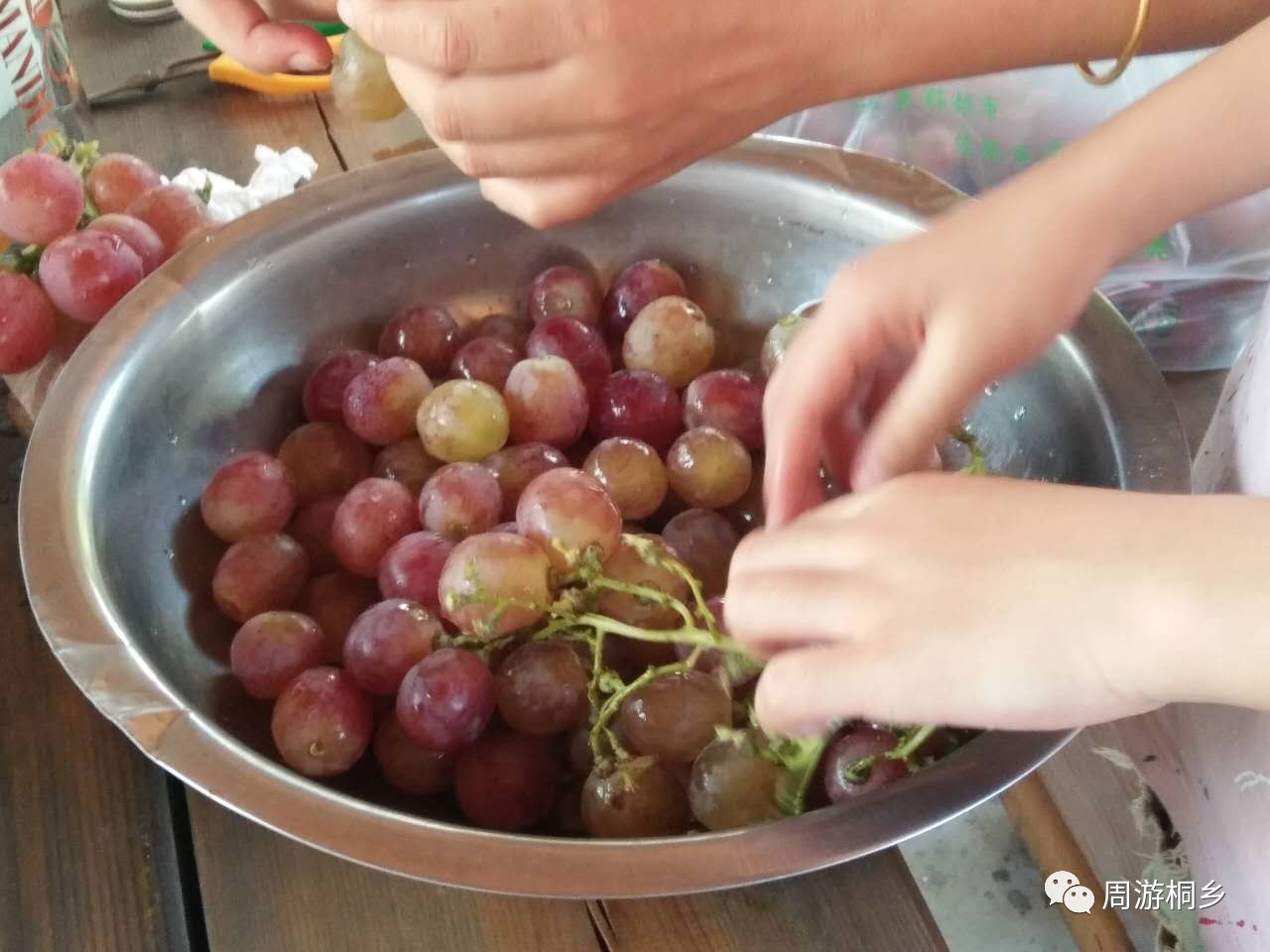 葡萄采摘活动结束啦~没来参加活动的你都错过了什么