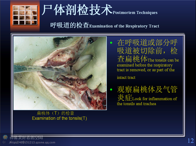 标准的"猪解剖步骤"(图文并茂)