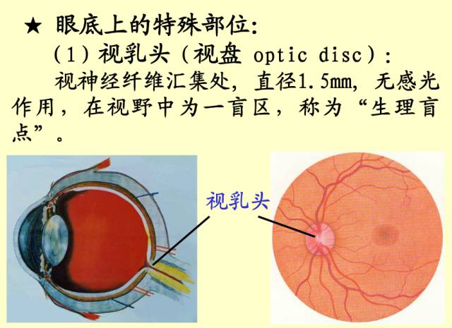 61张眼解剖与生理图片(收藏)