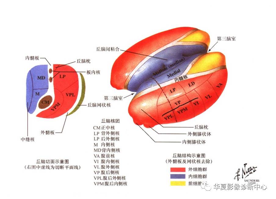 丘脑解剖图值得你拥有