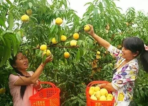 郴州黄桃种植基地