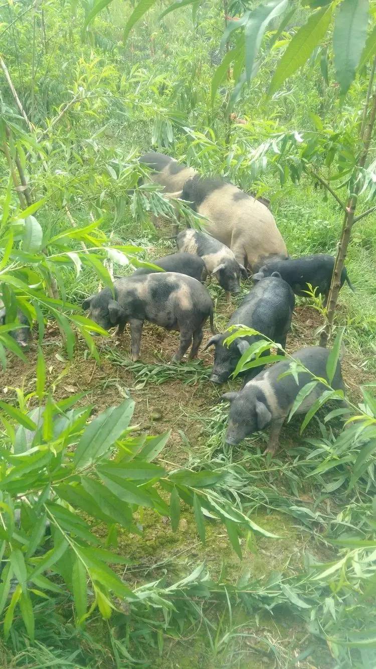 野生鲜草嫩草供猪采吃爬山啰大山深处适应能力强瞧这群土猪非同一般