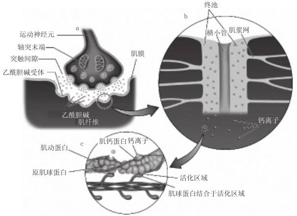 【基础理论】—肌纤维的收缩