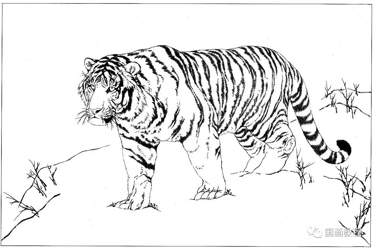 怎么画小老虎的 简笔画画法图解教程 肉丁儿童网