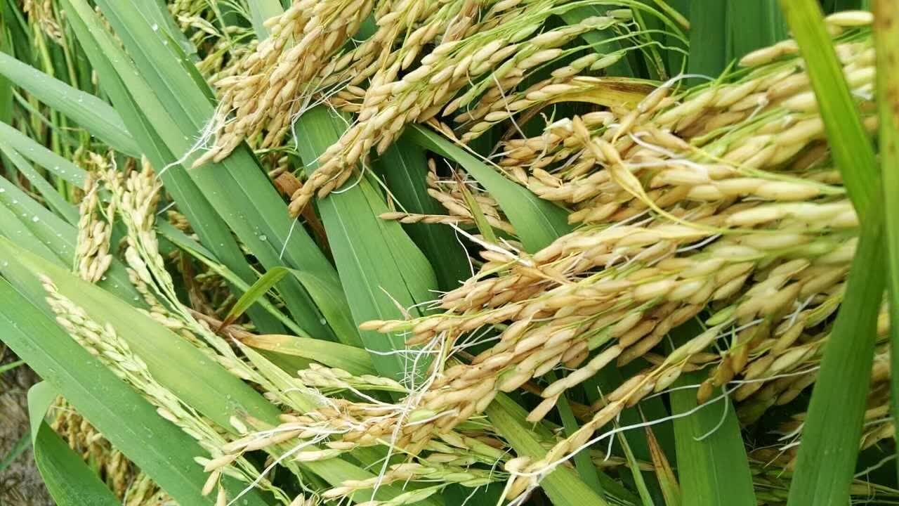八月下旬后高温高湿助长【穗上芽】,别让水稻在收割前减产!