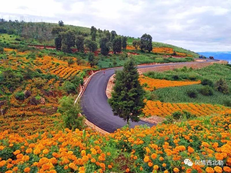 蒙自西北勒即将举办第一届苹果采摘节