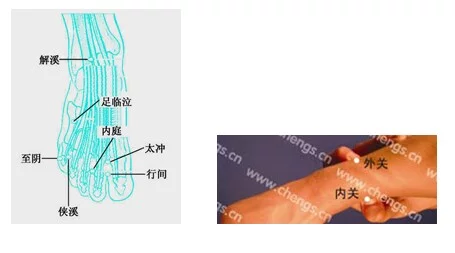 14,足临泣—外关:主治手足麻痹,头风,面肌痉挛抽掣,牙痛,耳聋以及