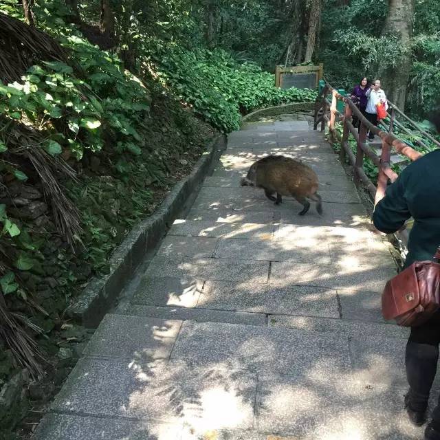 鼎湖山野猪,又双叒出来巡山了,这次是一家五口!