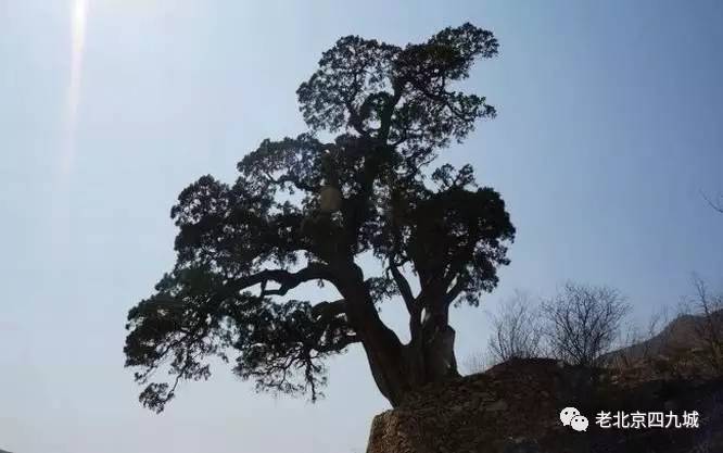 五:柏抱桑榆两株千年古柏长在南海火龙王庙内,里侧一枝上长出一棵榆树