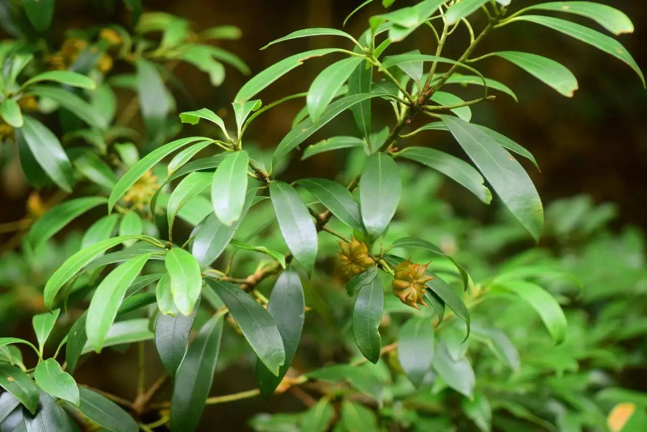 披针叶茴香(莽草,红毒茴) 注意!