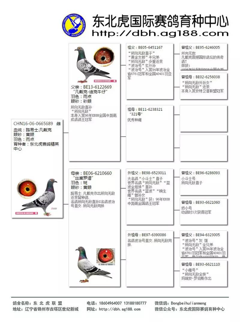 精品巨献!东北虎国际赛鸽育种中心高端种鸽拍卖专题