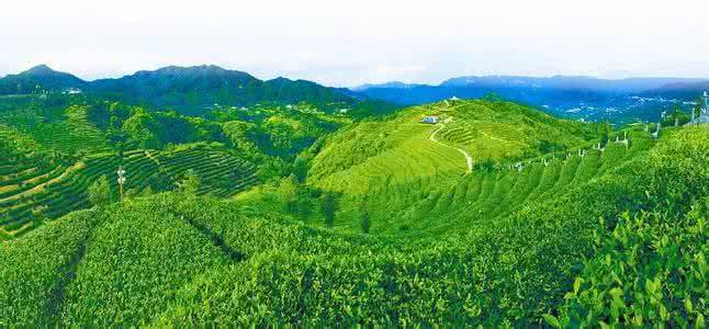 芳生工艺造型茶体验馆;3,百年人杰雅韵悠扬——黄山谢裕大生态茶园;4