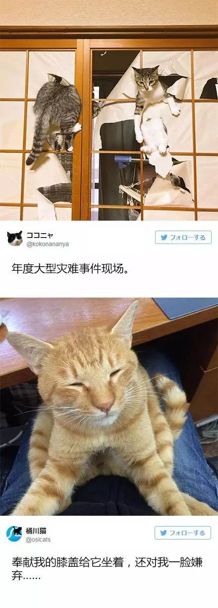 日常吸猫 日推上的热门猫片 讲真 每一只都好想吸啊