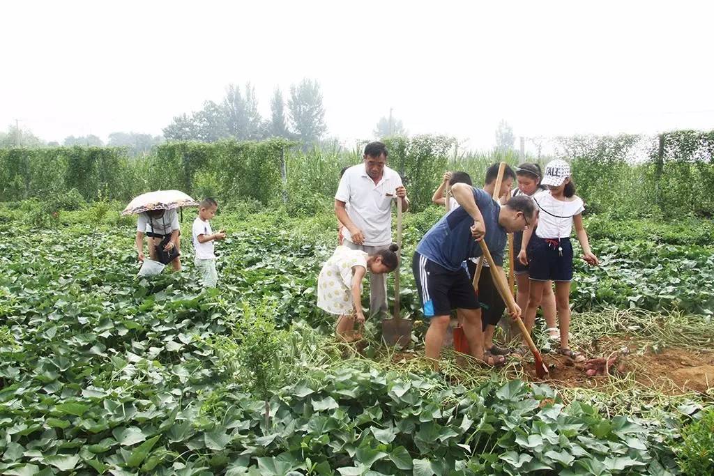 新安人喜欢挖红薯,摘毛豆,拔花生,掰玉米这样的农场吗?