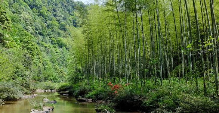 摄:@睁大眼睛去旅行 有山有水,还有茂密竹林,抓紧夏天的尾巴,去游玩一