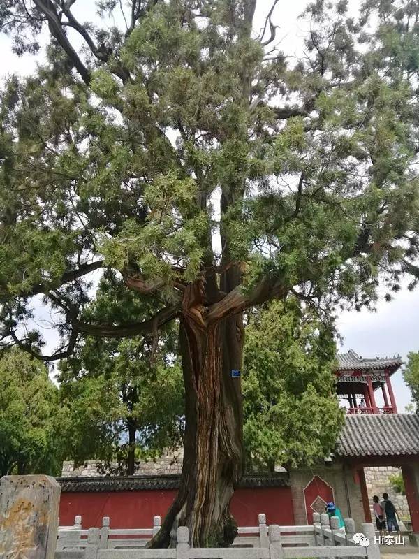 泰山神的盆景细数岱庙中最美的八株柏树