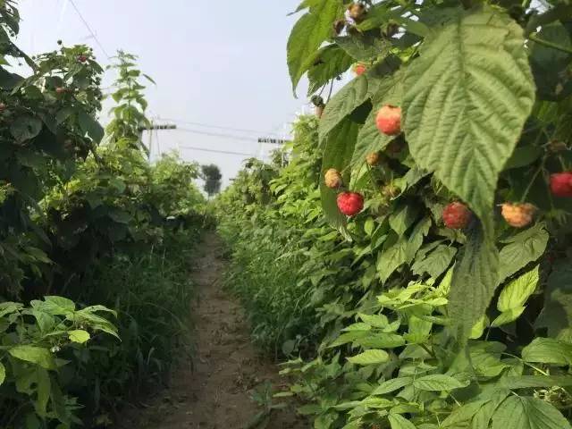 在这个树莓成熟的季节 来一段亲子游 到树莓园里感受一回摘树莓的滋味