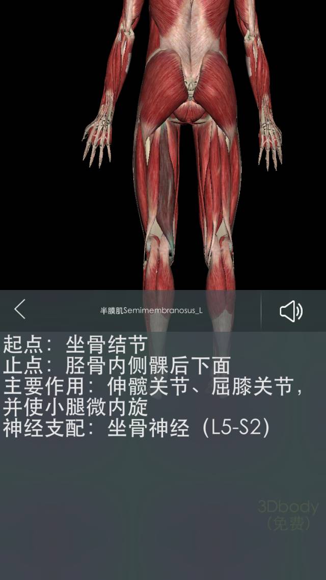 解剖基础——臀腿篇