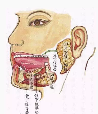 《元关真谛》曰"每卧时,舌抵腭,目视顶,提缩谷道,即咽津一口,行数次