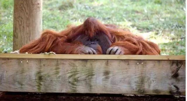 被囚禁30年的红毛猩猩抑郁离世,因为拥有人类的灵魂被