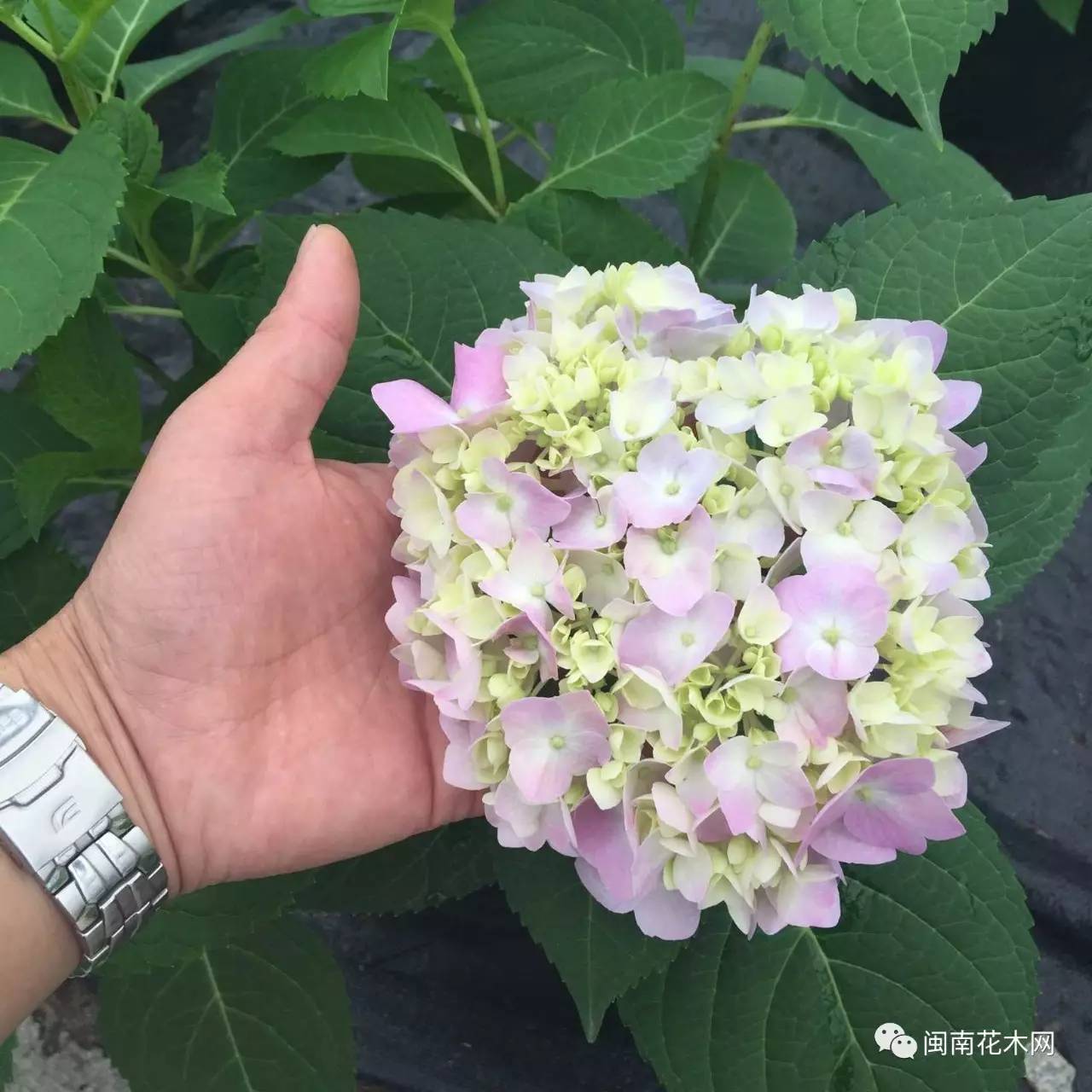 绣球花种植基地,年产上百万棵——福建安溪师竹轩园艺