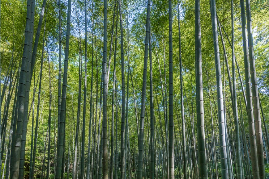 杭州西湖边最美的竹景,康熙乾隆来过多次门票8元