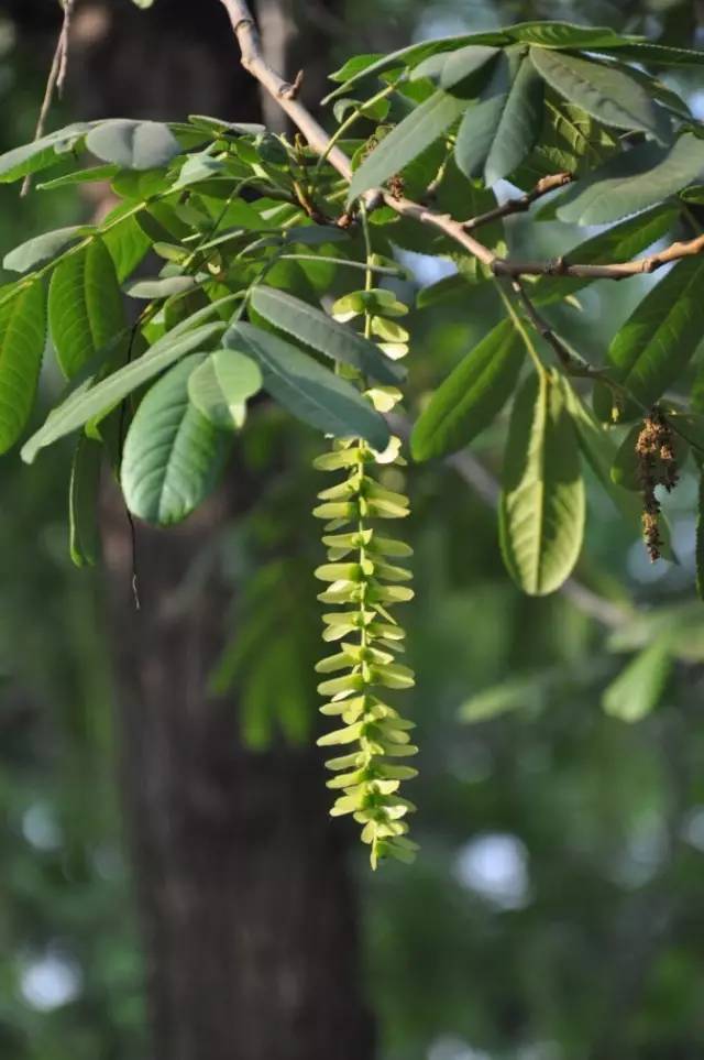 【识花】 枫杨