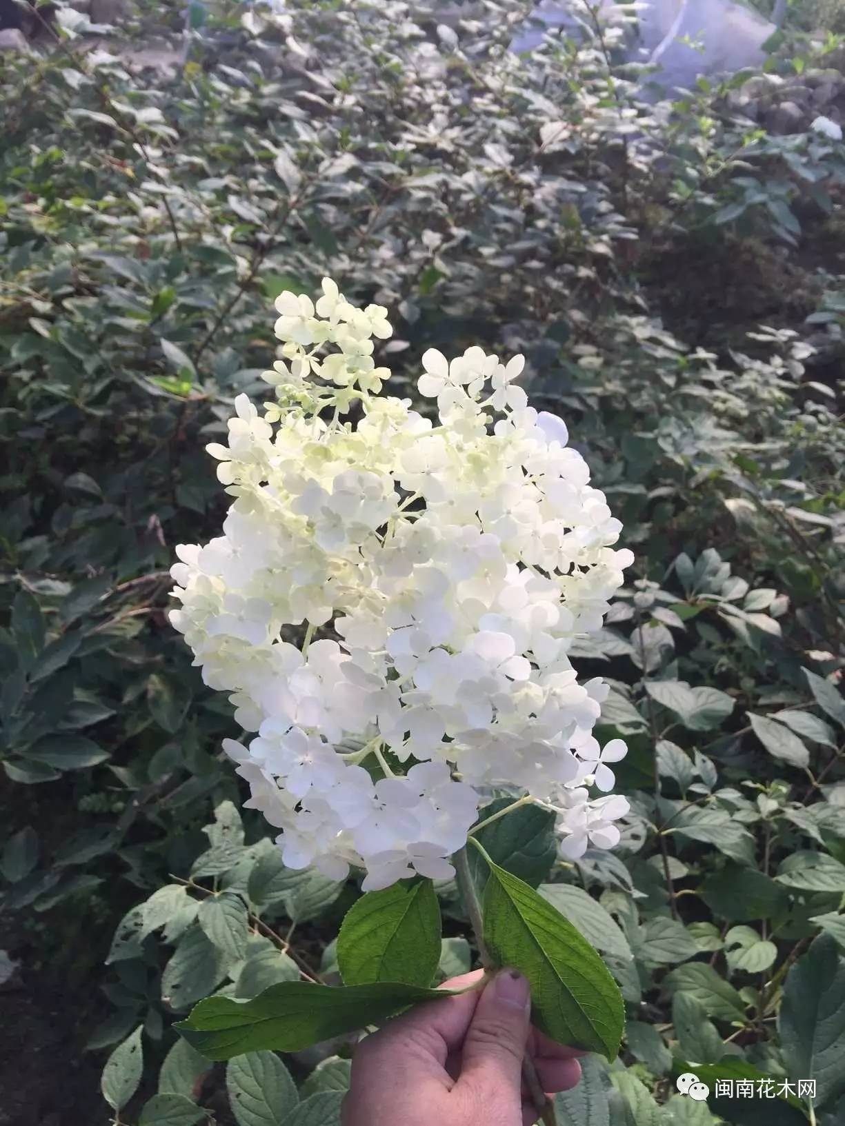 绣球花种植基地,年产上百万棵——福建安溪师竹轩园艺