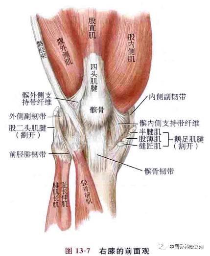 如股四头肌角 (q 角) 过大,股四头肌内侧头萎缩其肌力减弱,髌外侧