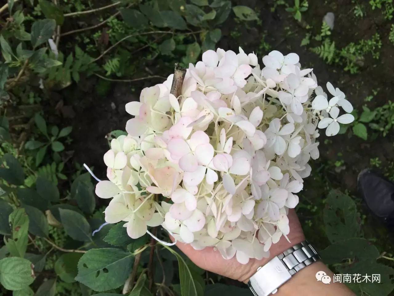 绣球花种植基地,年产上百万棵——福建安溪师竹轩园艺