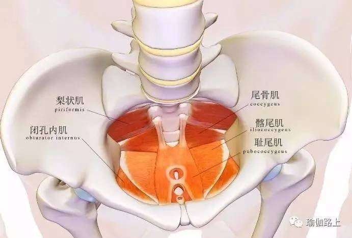 星能运动学院之骨盆底肌训练方式