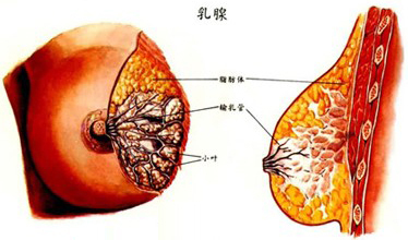 乳腺结节能生二胎,会导致恶变吗?