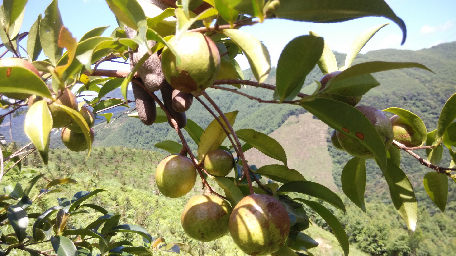 田林:油茶树上的花蕾孕育着无限希望